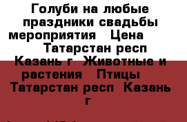 Голуби на любые праздники,свадьбы,мероприятия › Цена ­ 1 000 - Татарстан респ., Казань г. Животные и растения » Птицы   . Татарстан респ.,Казань г.